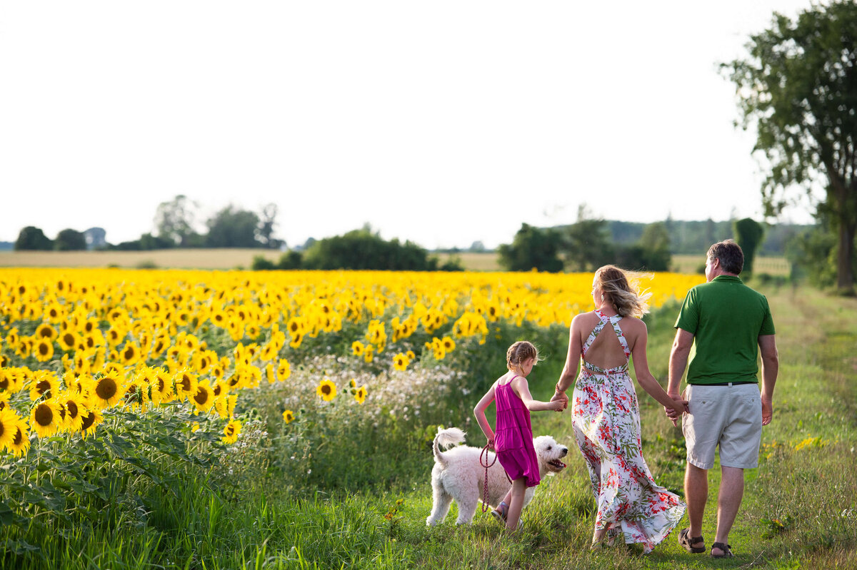 family photos in Ottawa of a family walking in a field of sunflowers at sunset