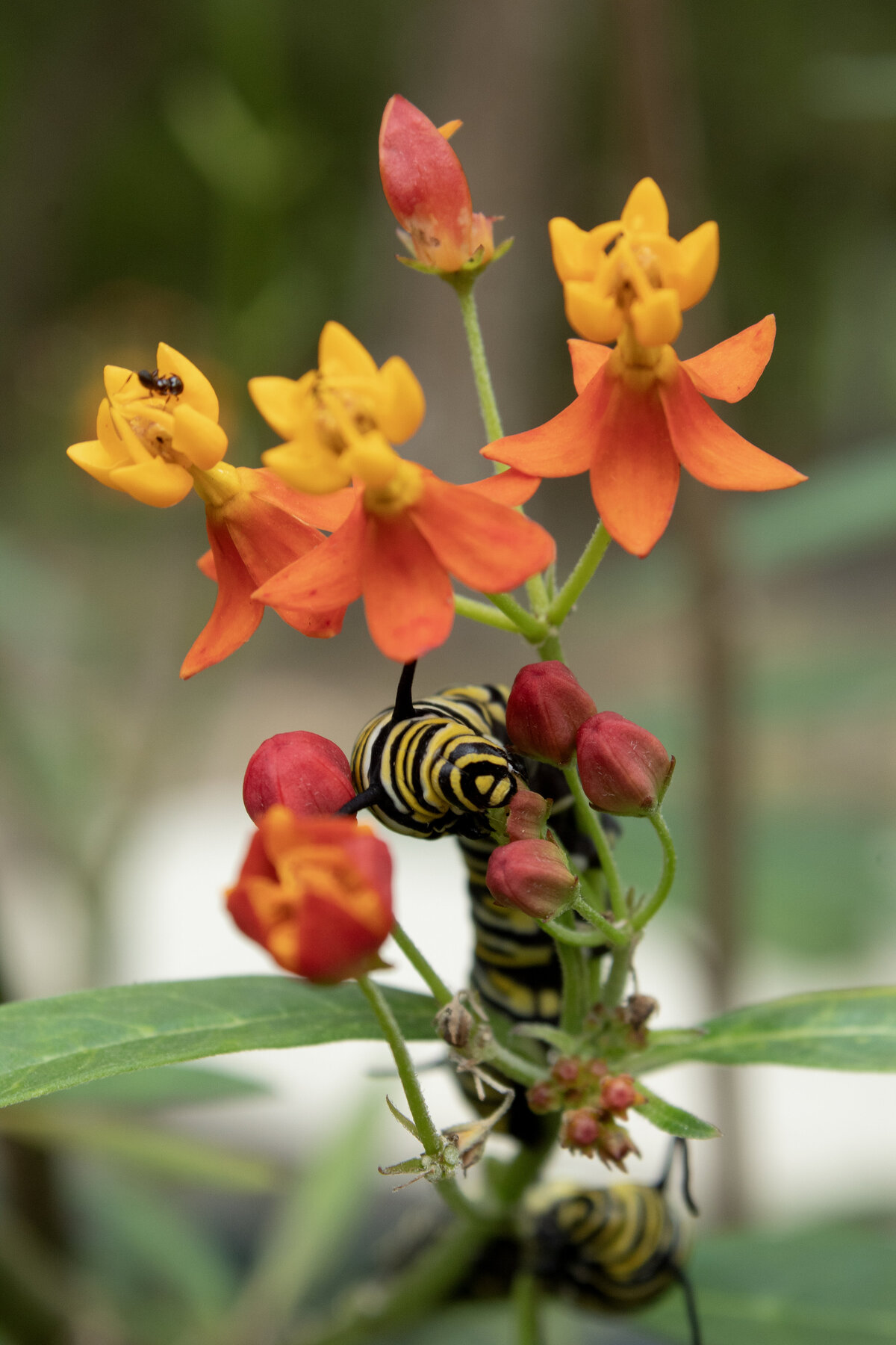 caterpillar #2