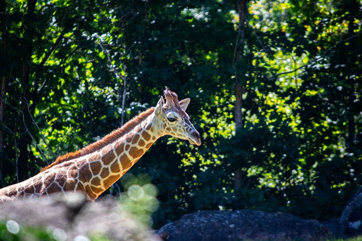 Baby_Giraffe_Head-57e76215-2500