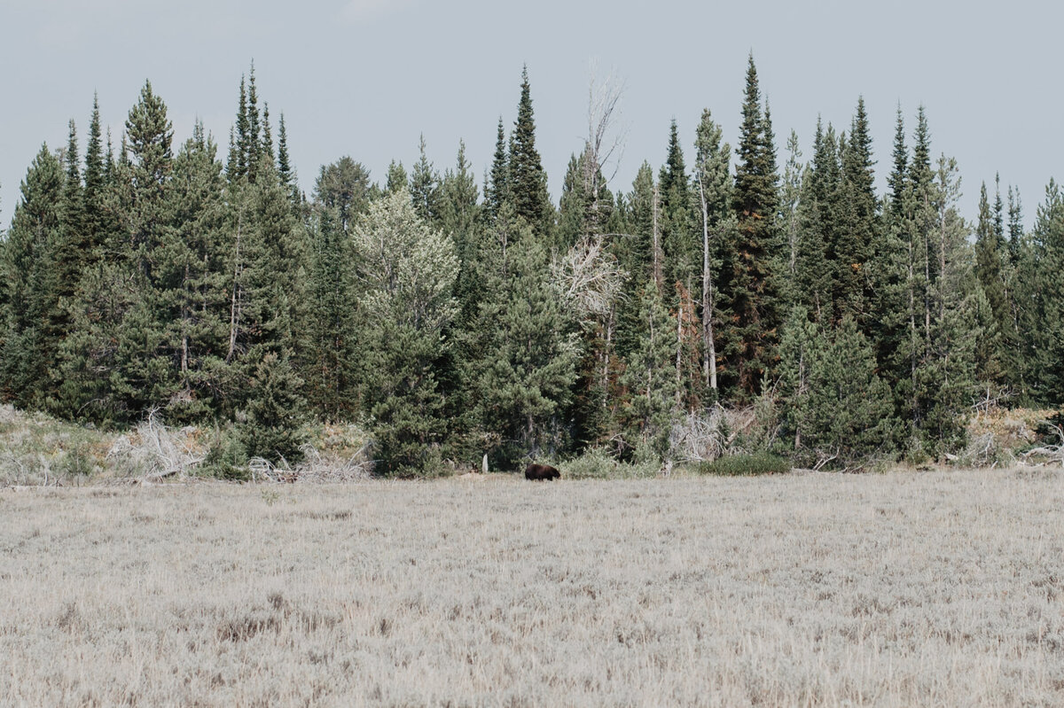 Jackson Hole photographers capture grand teton landscape