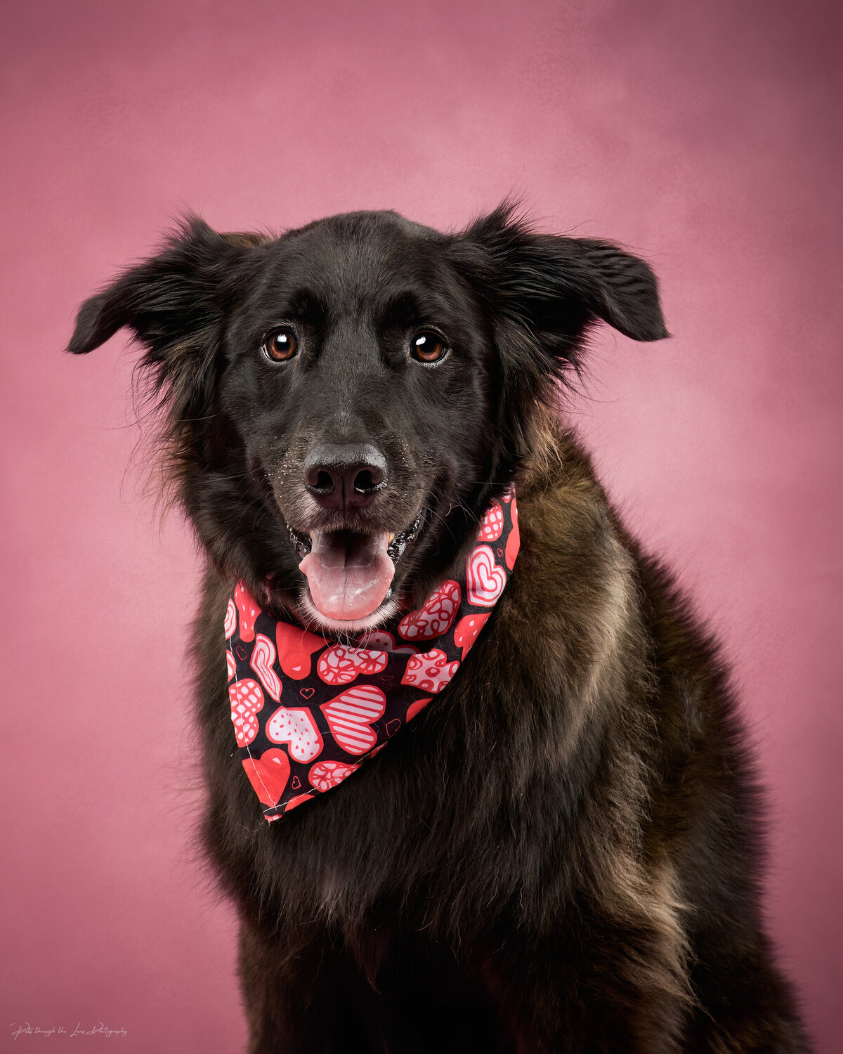 Pets-through-the-Lens-Photography-Vancouver—Lifestyle-Studio-Dog-Photography