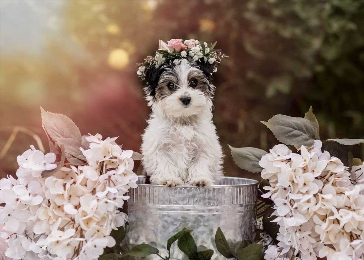 morkie puppy poses in a bucket with a floral crown on her hed