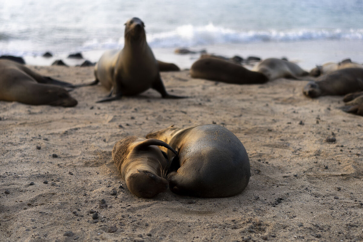 Galapagos Islands Sea Lion Cub Photography on Small Cruise_By Stephanie Vermillion
