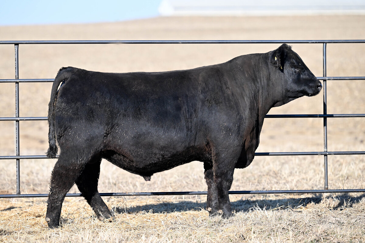 bull sale photo