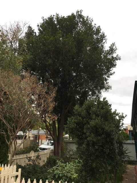 Evergreen Tree Services SA-Tree Removal-Lilly Pilly-001