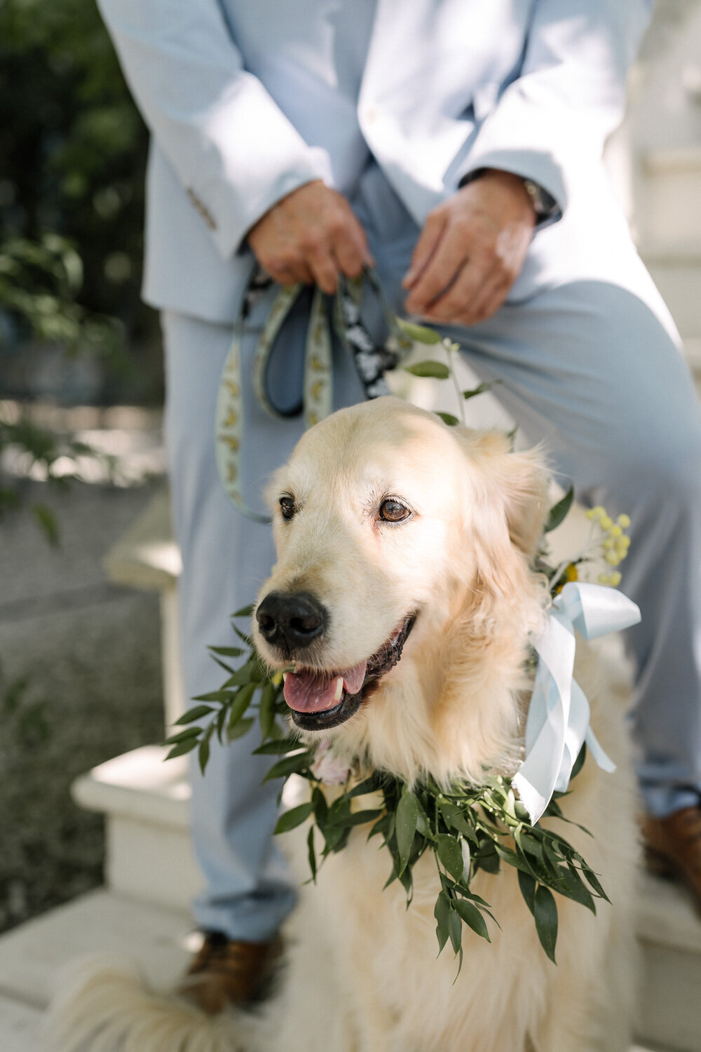 wedding-in-provence-with-dog2