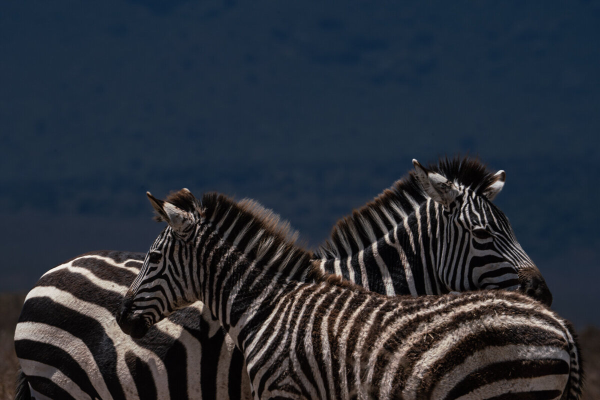 luxury-vacation-photographer-kirsten-lewis-arusha-tanzania053