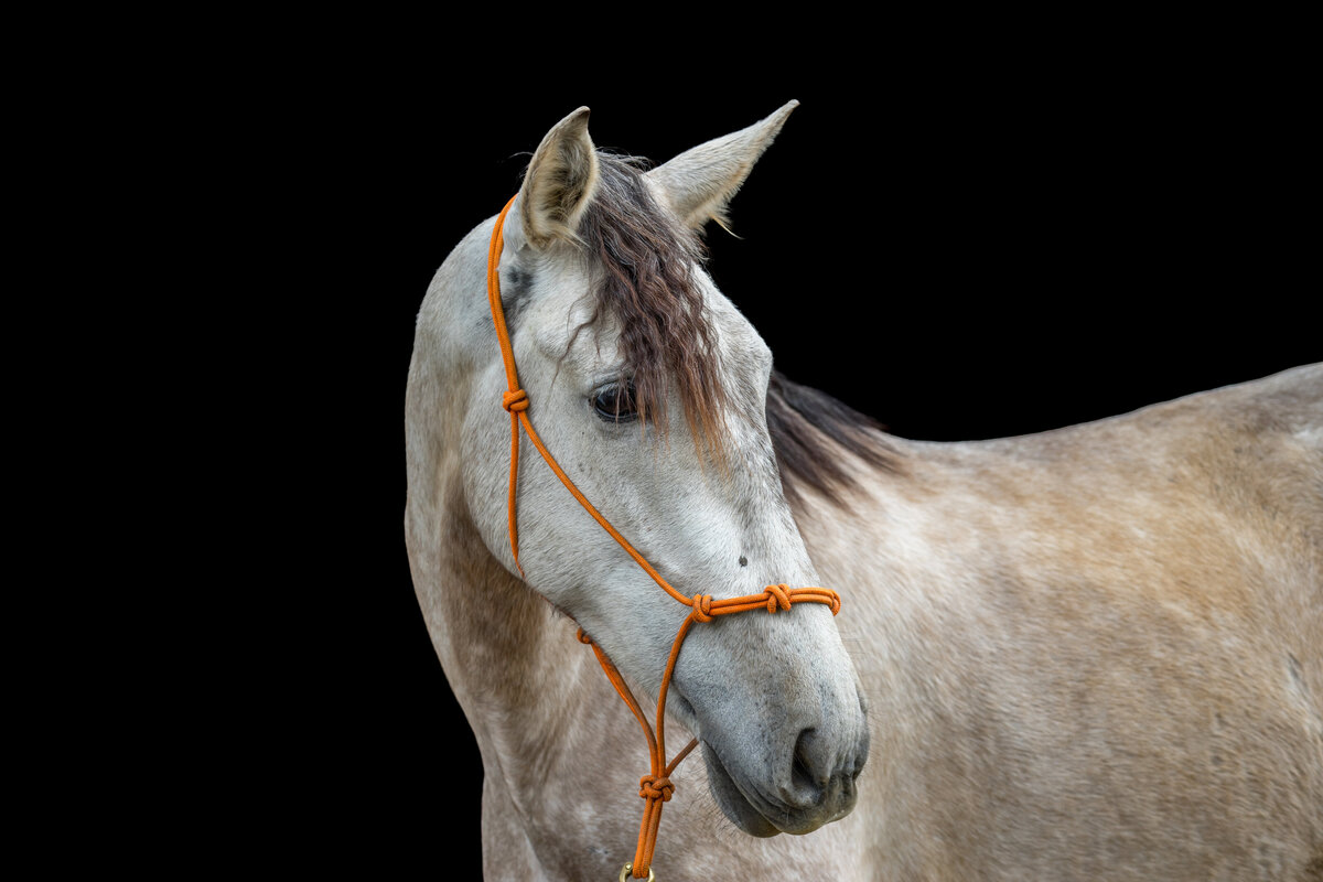 Equestrian-309