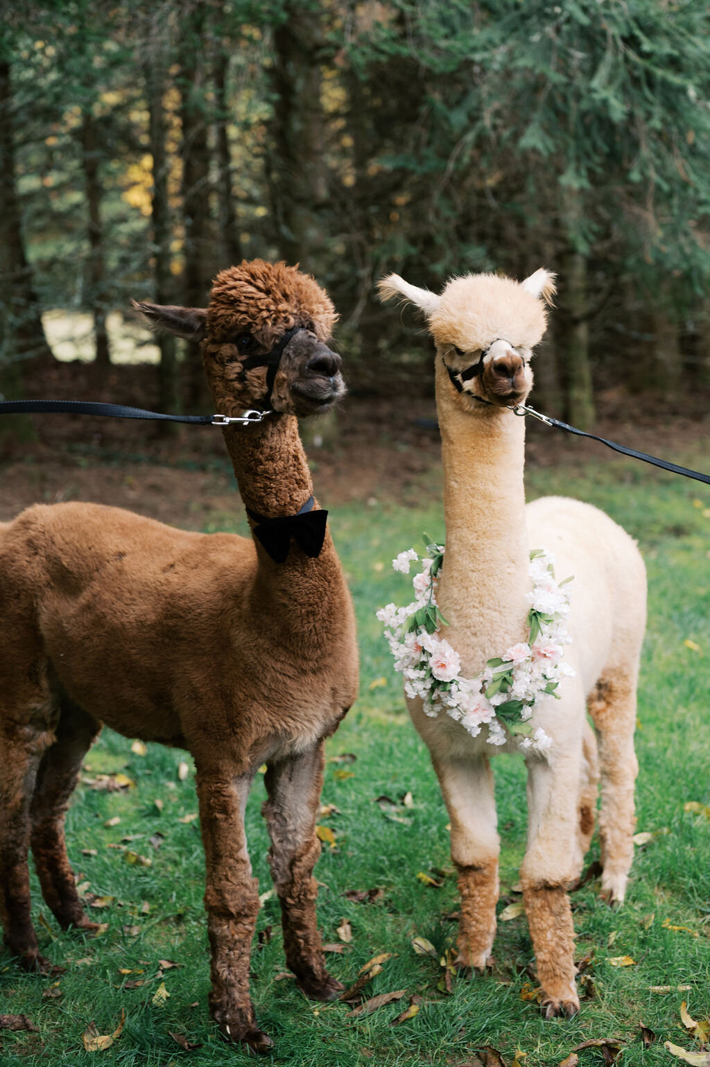 Two alpacas wearing floral collars standing on the lawn at Old Edwards Inn in Highlands, NC. 