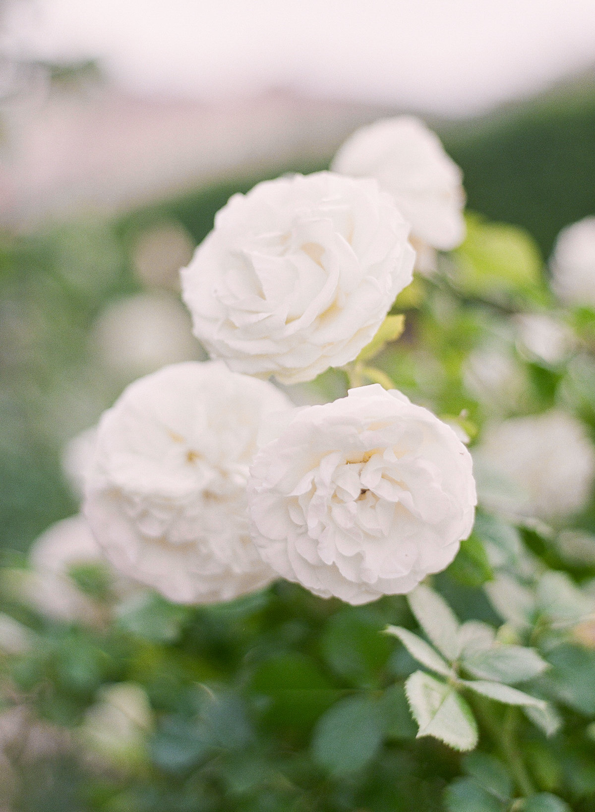 Paris-Wedding-Photographer-Film-Photographer-France-Molly-Carr-Photography-44