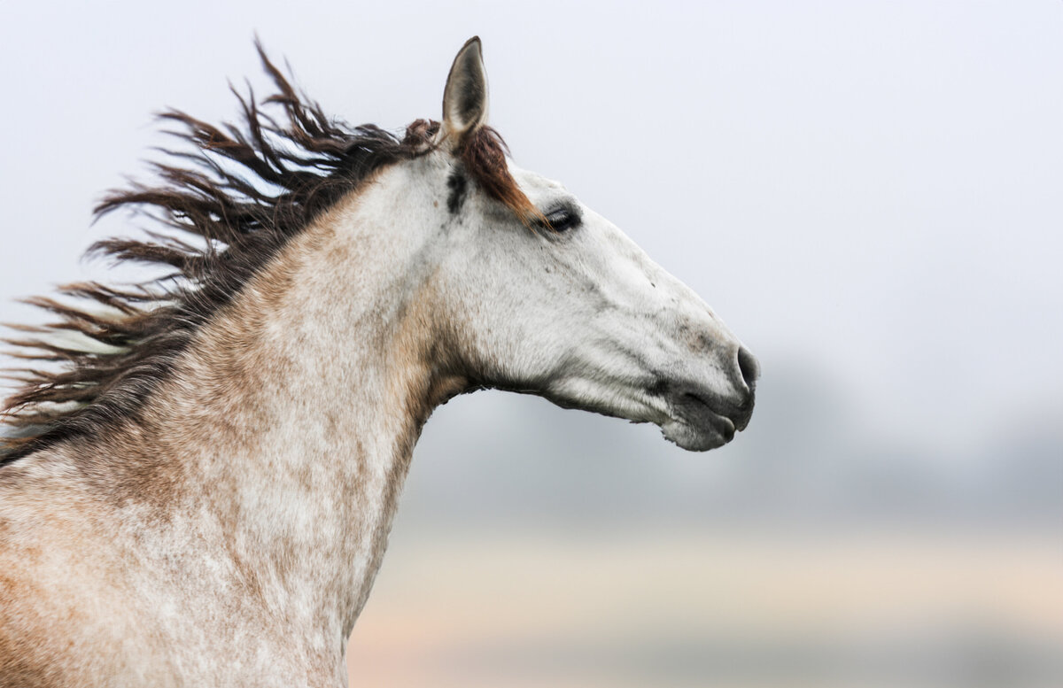 Equestrian Wall Portraits-21