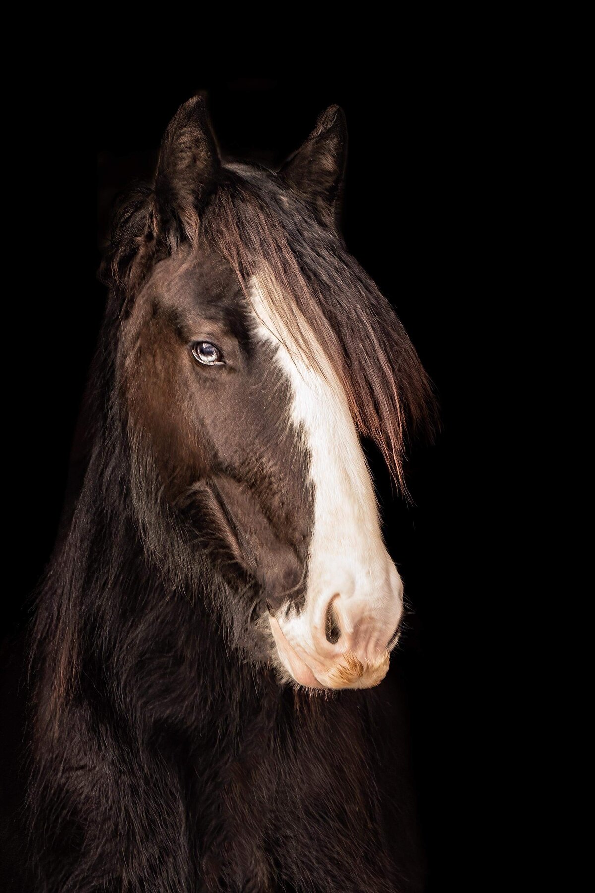 The-Stables-at-Gypsy-Acres-Horses-11