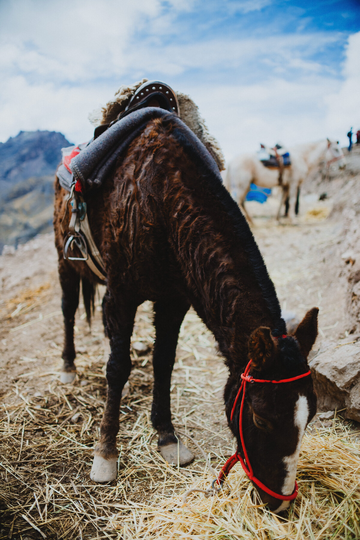 220805_Peru_30
