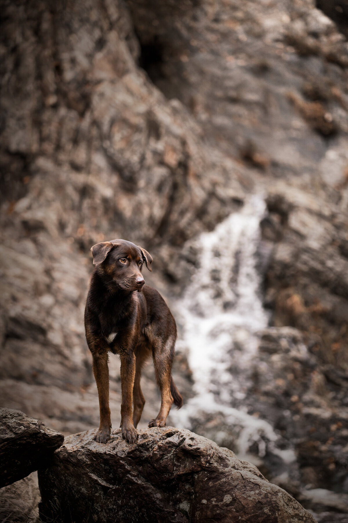 Labradoodle-CobyNiesFotografie-2