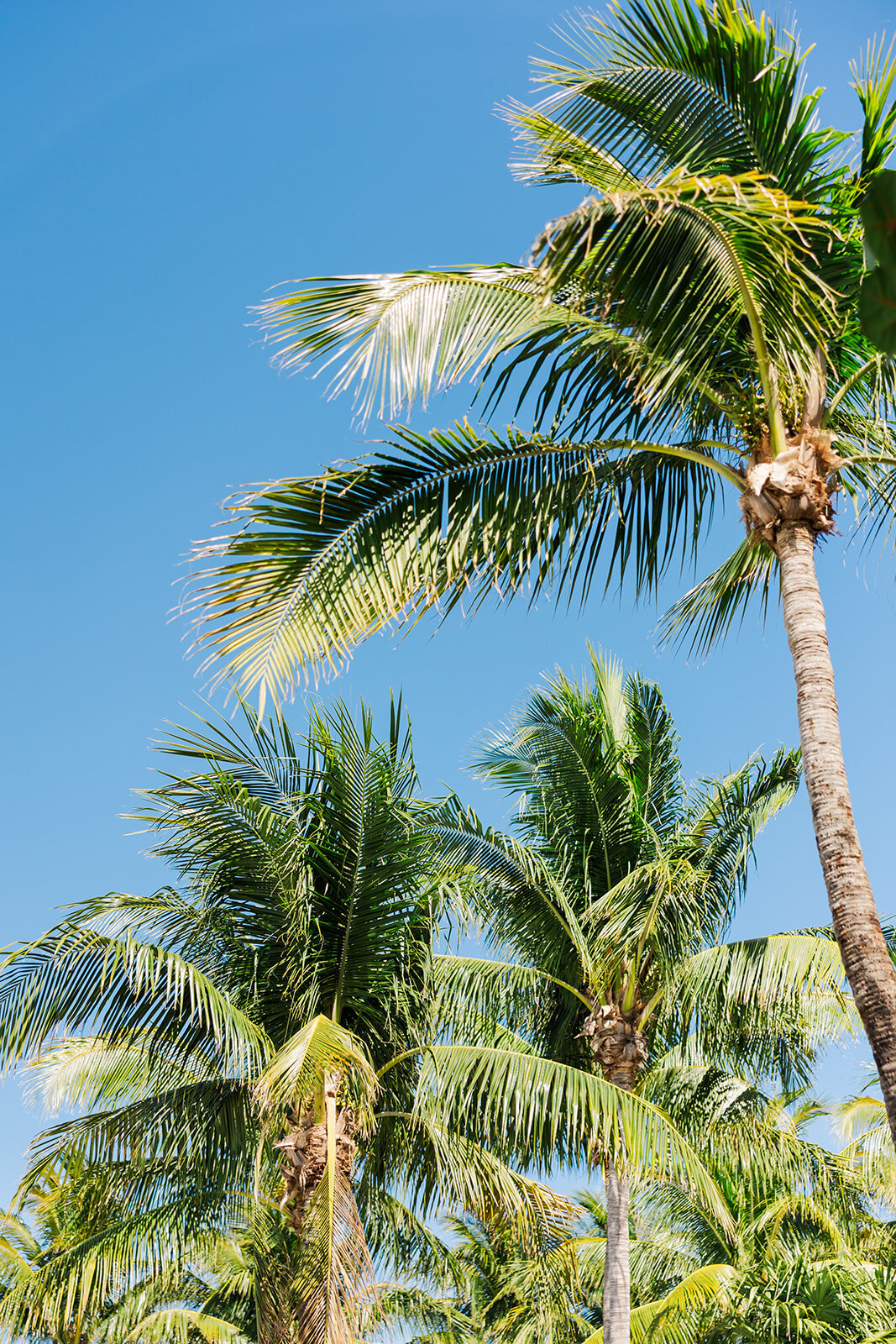 playa-largo-florida-wedding-4