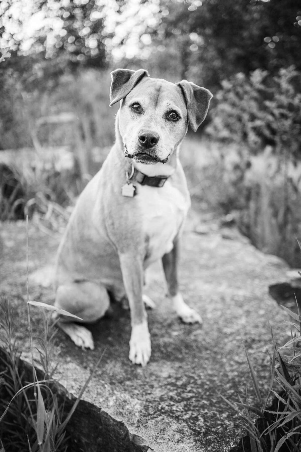 Lauren-Ashley-Studios-Pets-9