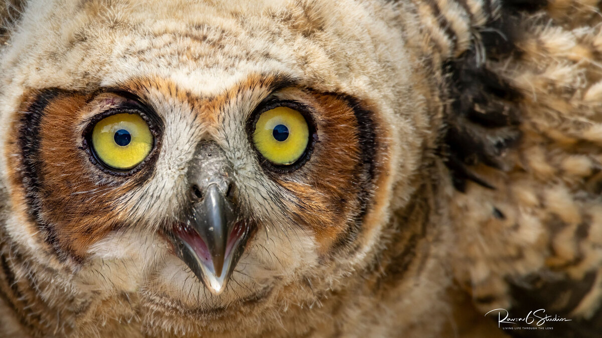 Great horned owl learning how to fly