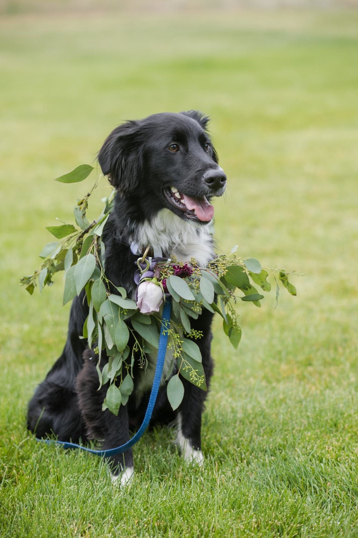 Bachman Mt Princeton Mountain Wedding-1707