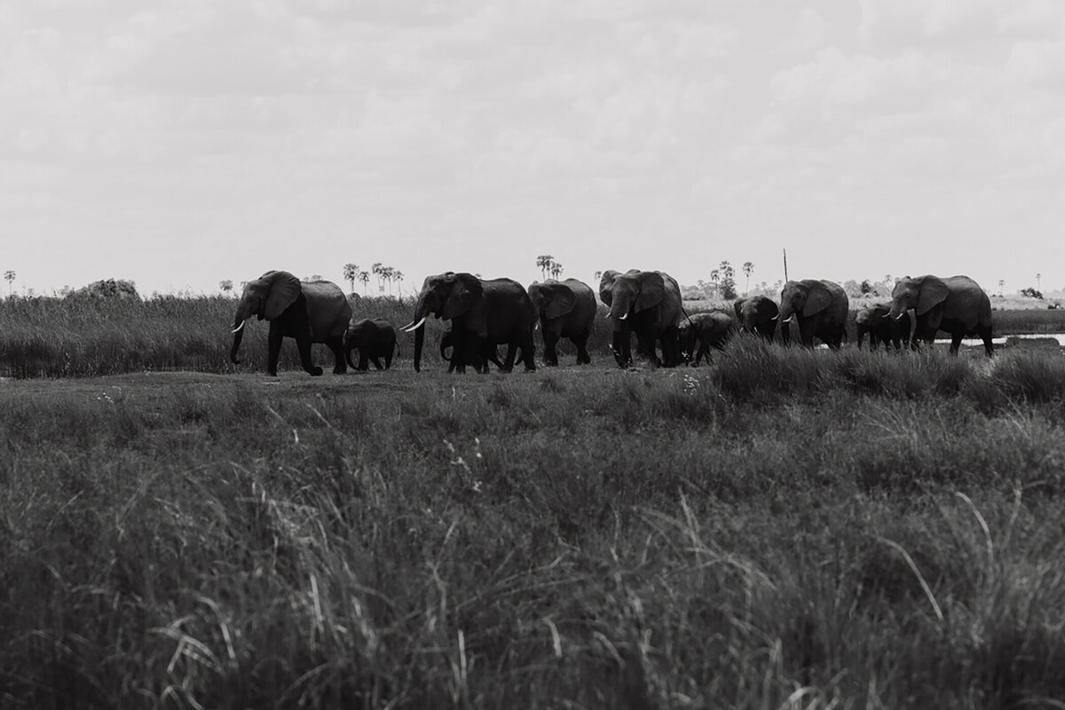 Michelle Norwood Living - Luxury Travel Inspiration - Botswana - untitled-1005