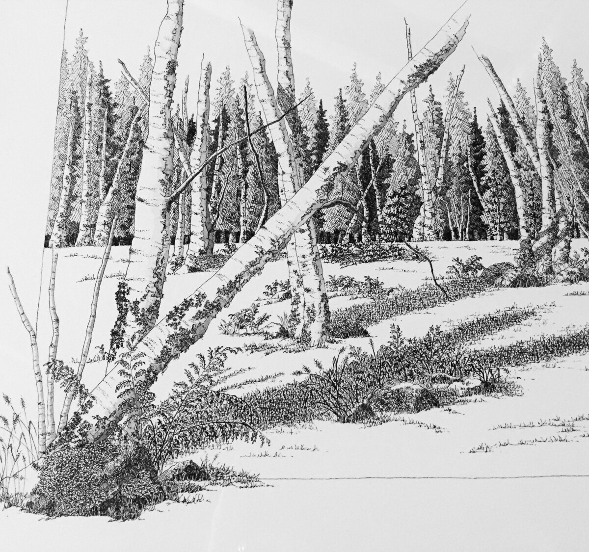 Nature pen and Ink Art