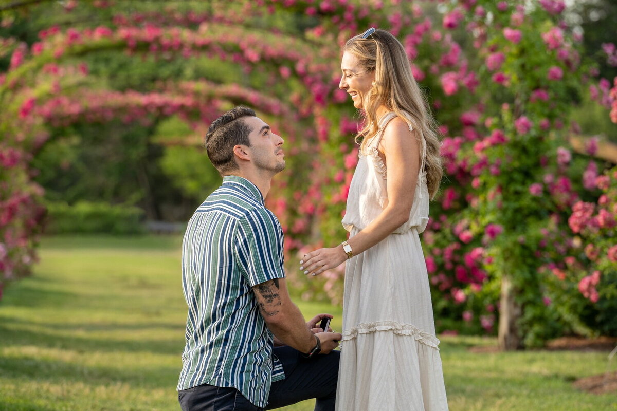 A man gets down on one knee and proposes seriously to a bemused woman in Elizabeth Garden during peak blooming season