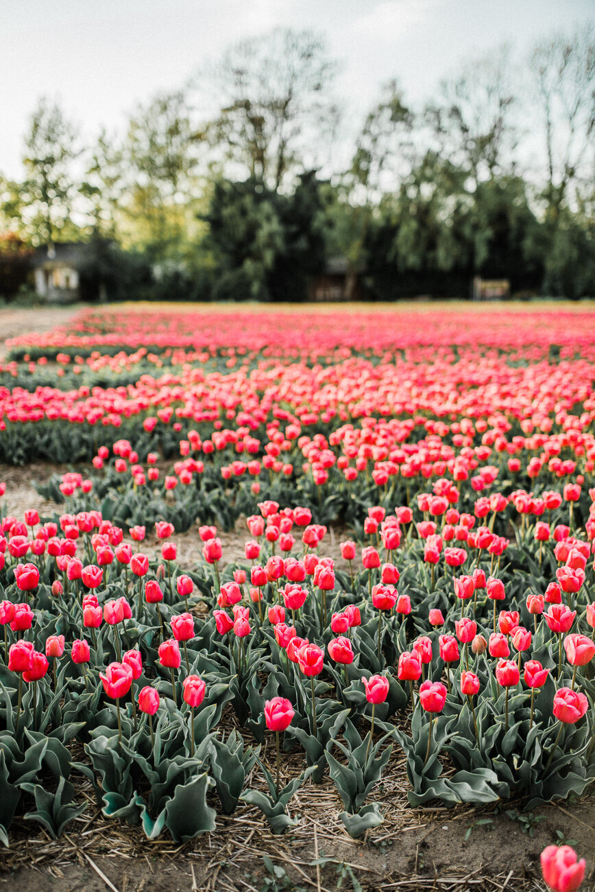 marriage-proposal-tulip-field-011
