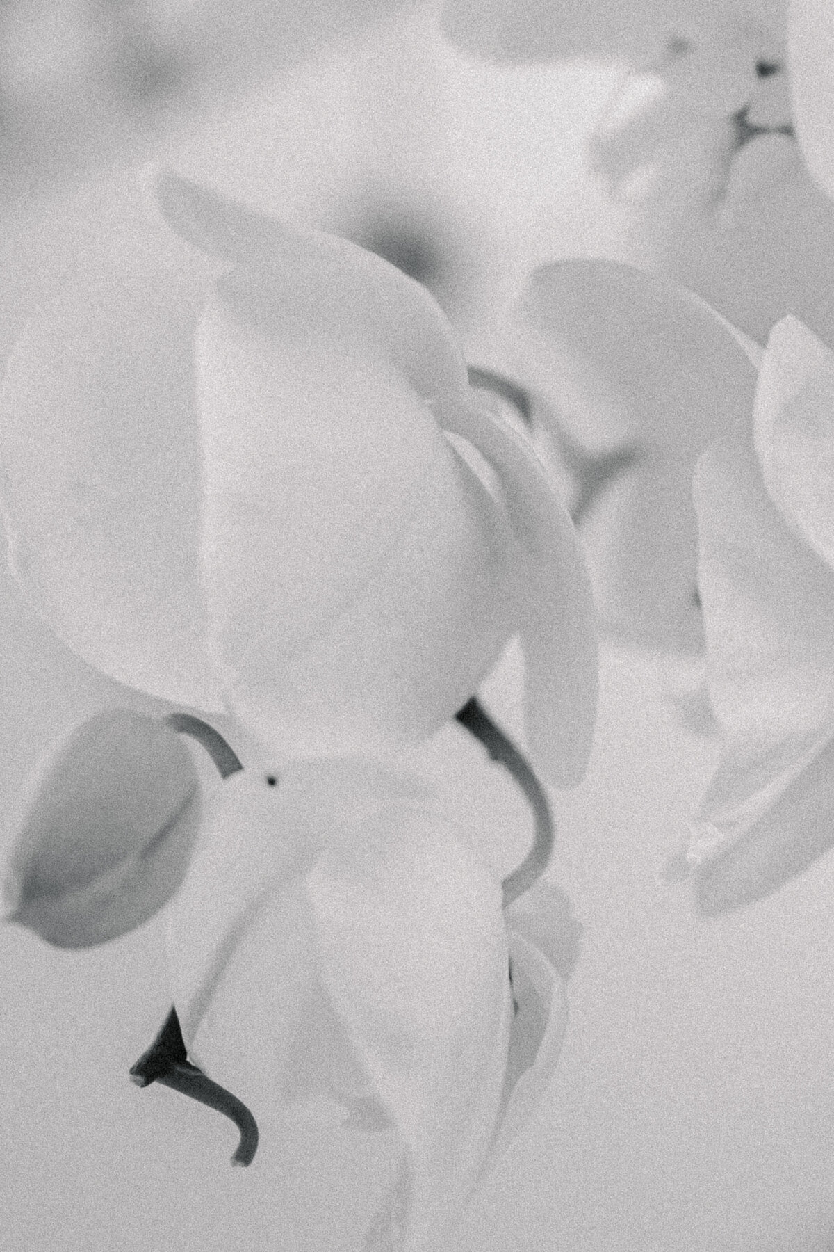 white orchids chuppah decor mallorca