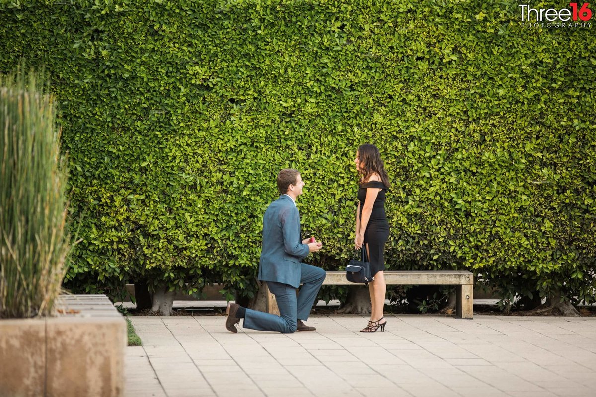 Groom to be proposes to his new fiance in front of an ivy filled wall