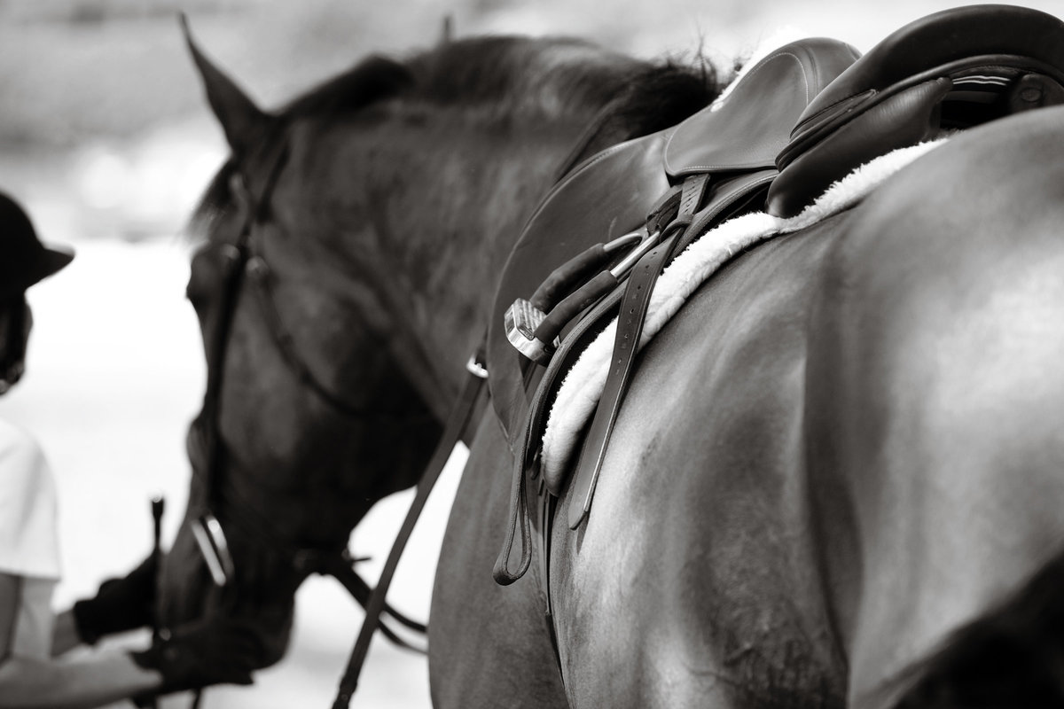 Windwood_Equestrian_riding_lessons_jumper_hunter_Horse_Birmingham219