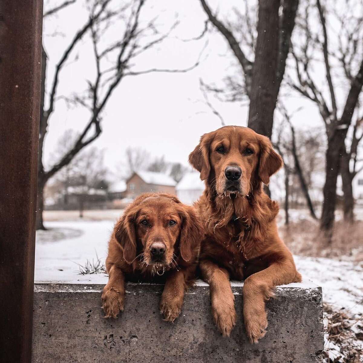 dogs snow ledge