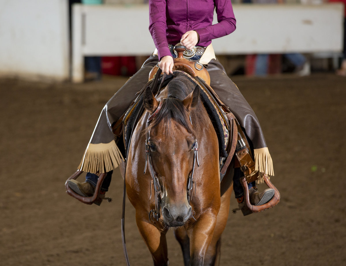 Horse Shows 555 Photography