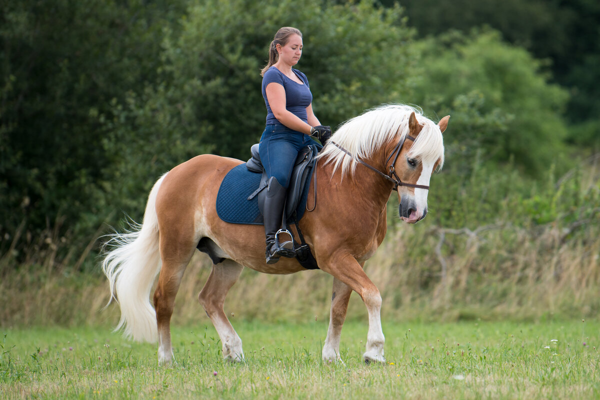 2020_Zafiri_Haflinger_Arino_ReitenGebisslos_41