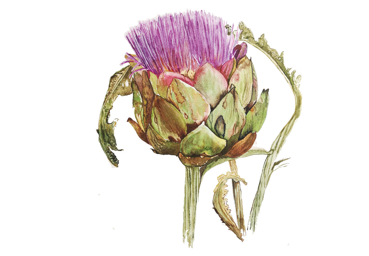 ARTICHOKE.FLOWER