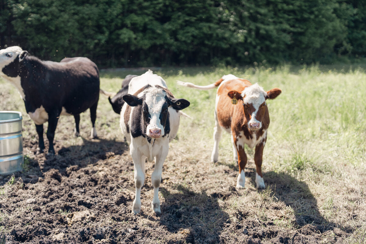 deere-creek-farm-wedding-granby-ma-3