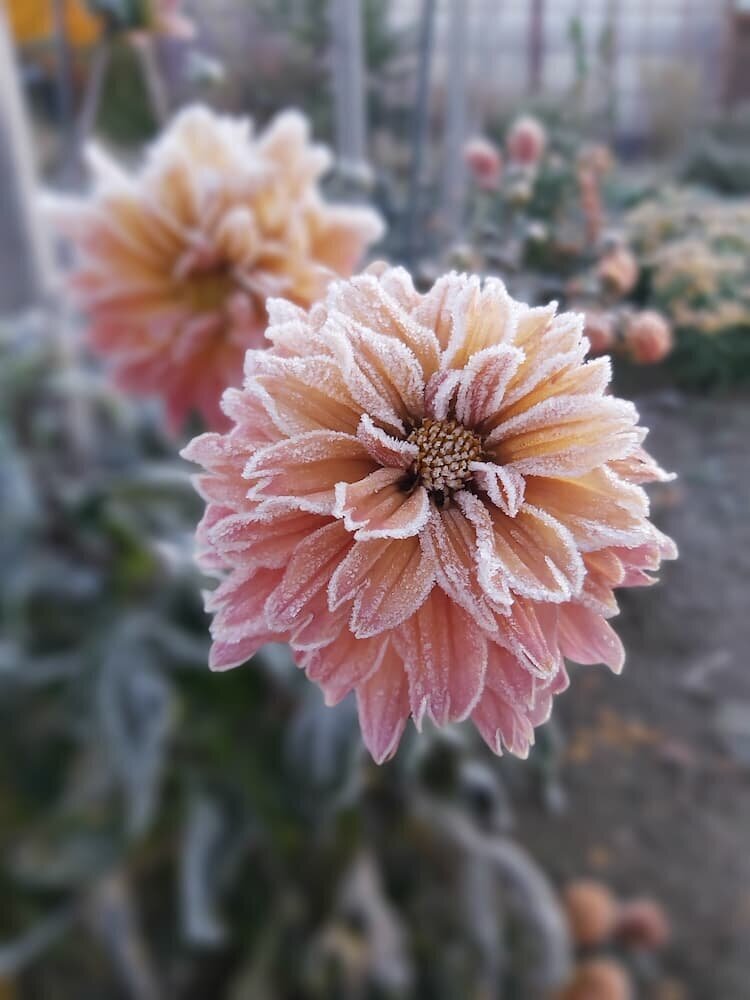 A close-up of a soft pink dahlia with frost-covered petals, symbolizing seasonal beauty and garden care at Sleeping Dog Plants.