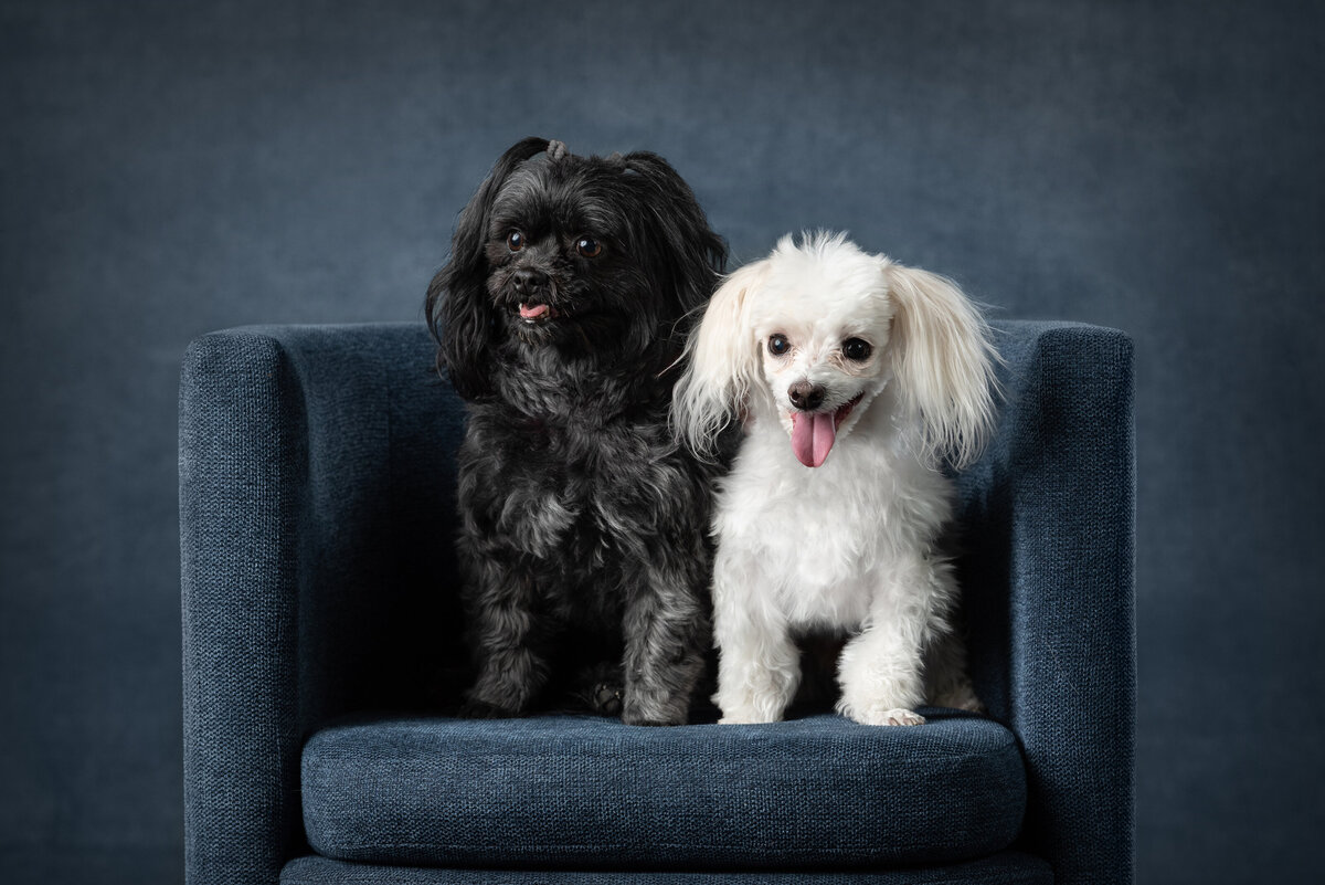 Dogs.Joe.Olive-5r2