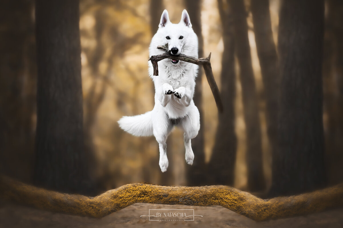 Een Zwitserse witte herder die over een tak heen springt met een tak in zijn mond bij de Geffense plas in Oss