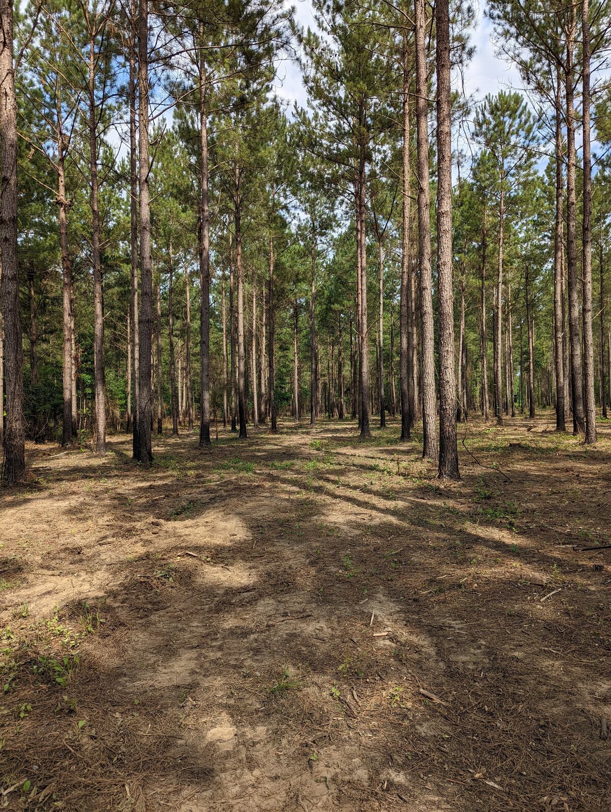 wooded-area-with-tall-trees-and-clean-dirt-floor