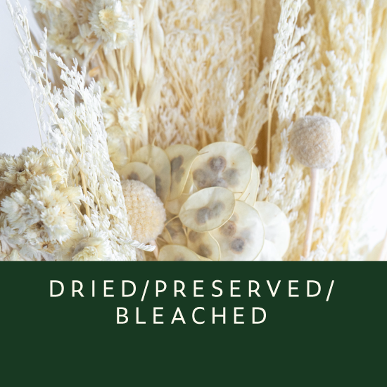 Dried-Bleached