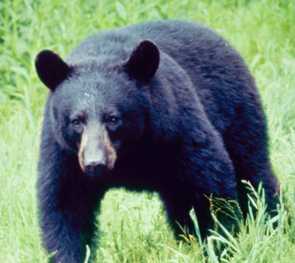 Black Bear