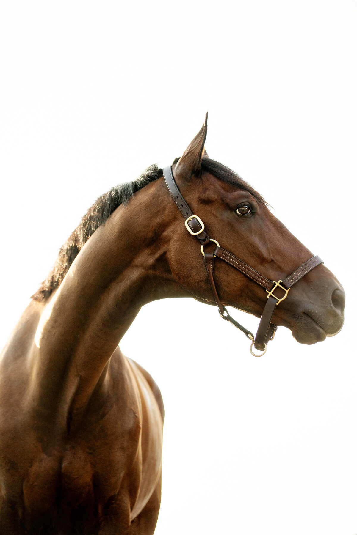 thoroughbred-horse-photo-saratoga-springs-ny