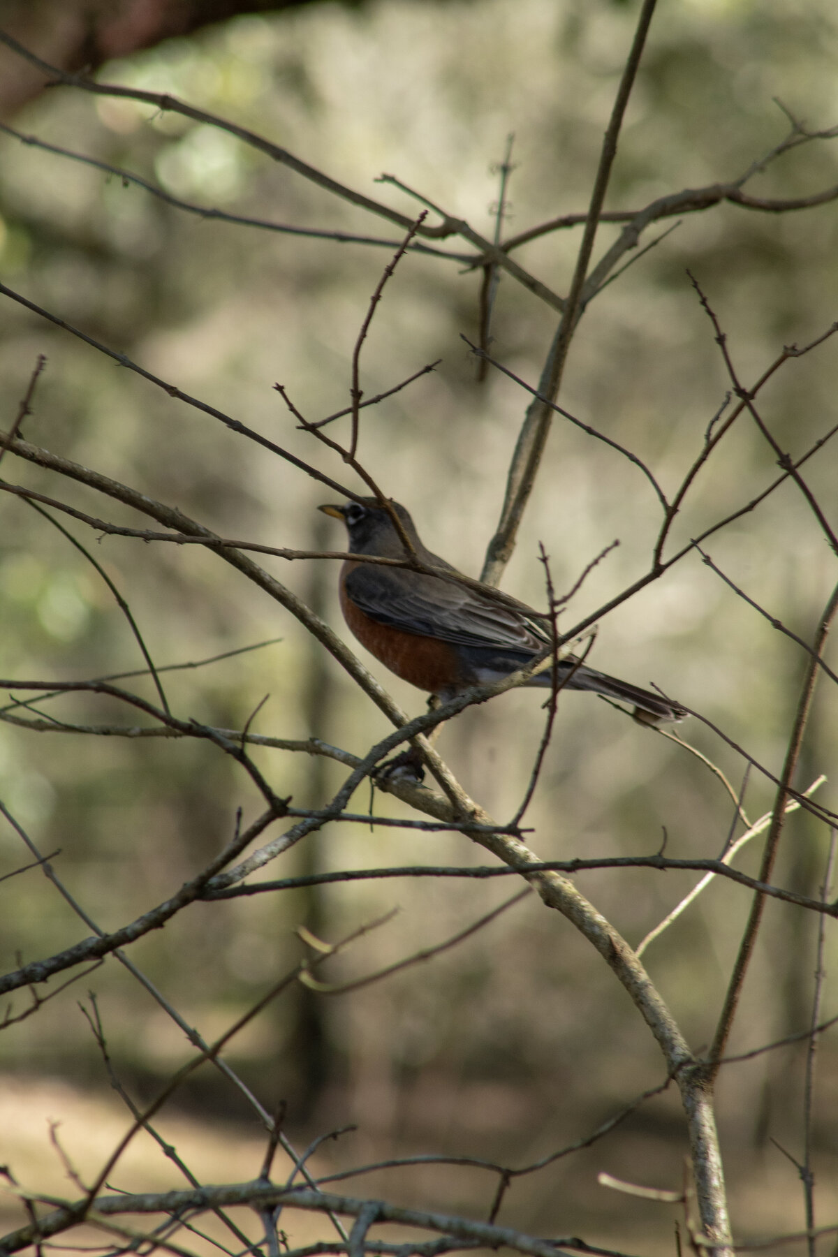 bird twigs (original)
