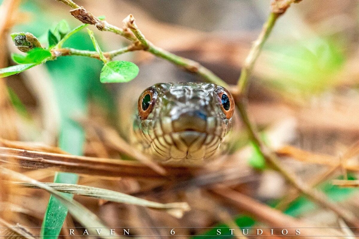 Macro photography with snakes by Jason Miller and Raven 6 Studios