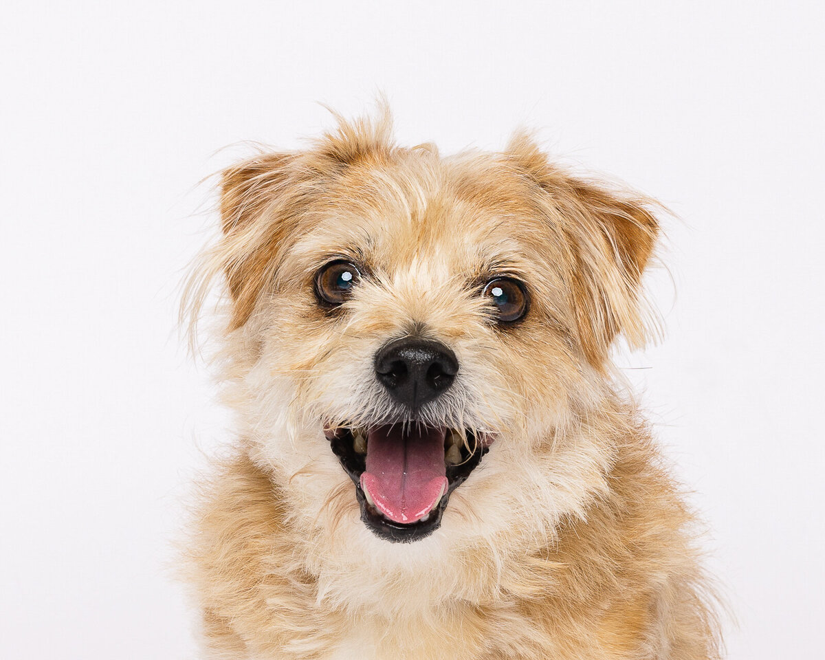 Kaori Stewart_Studio Dog Portrait_71