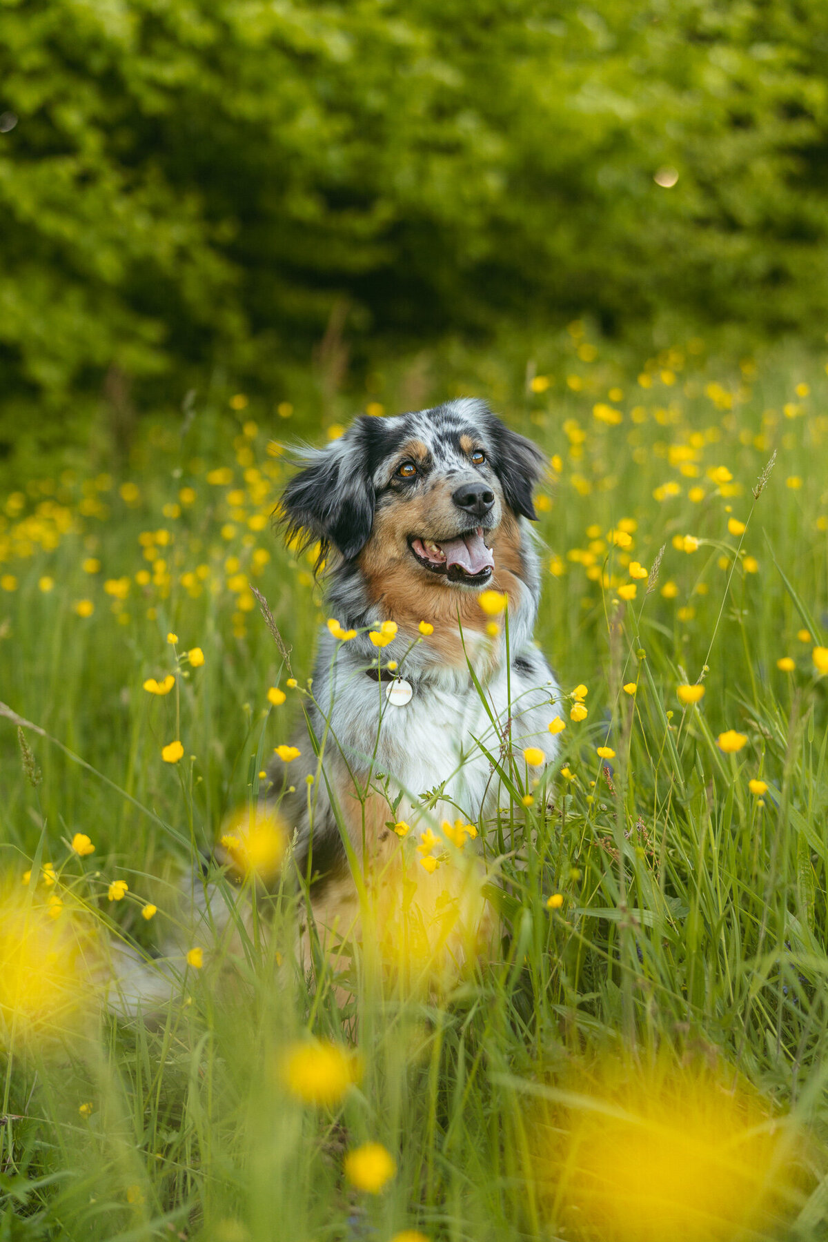 Elis-Fotografie-Hundefotografin-Solothurn-Tiefotografin-Biel-Paarfotos Solothurn-Hochzeitsfotograf-Bern104