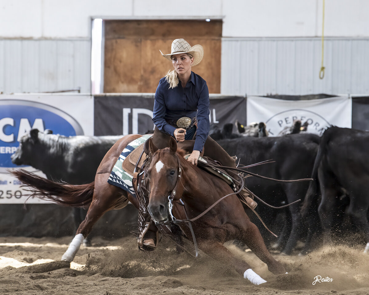 Cats Picasso, an award winning, sorrel, performance stallion with brown coat and white snout and lower legs.