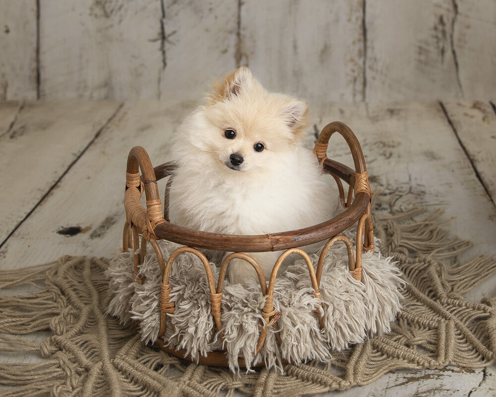 PETS_PUPPYWHITEPOMERANIANDOGINABASKET