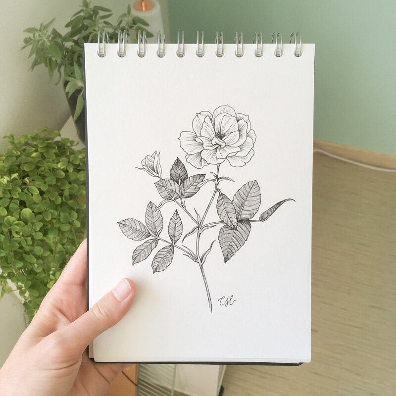 ink rose illustration