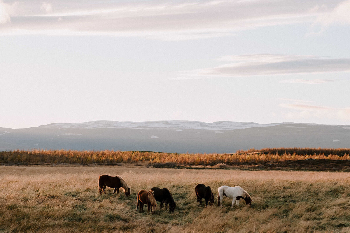 Iceland-61