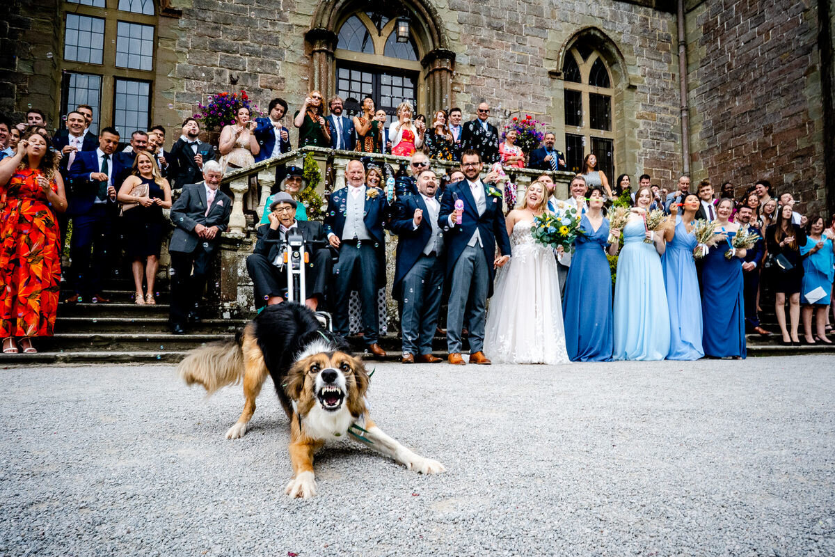 A dog aggressively snarling at the photographer as he takes a group wedding photograph of everyone.